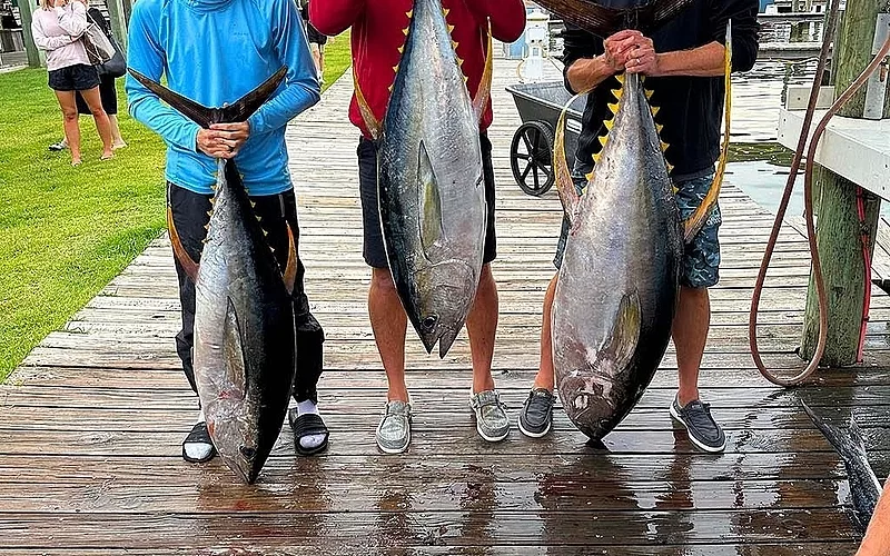 Should You Target Tuna or Swordfish on a Gulf Shores Fishing Charter?